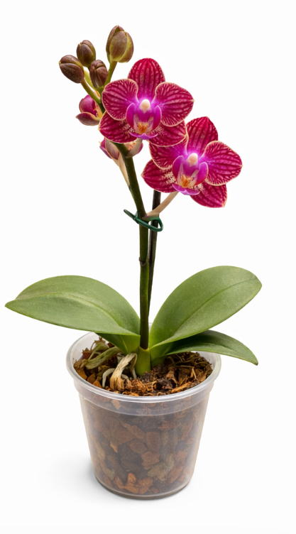 Orquídea Mini