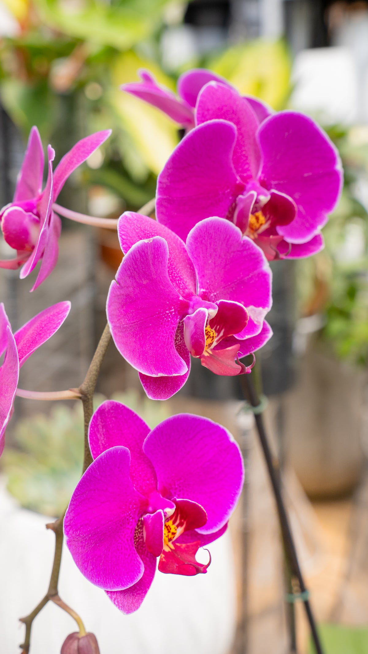 Orquídea 1 Vara