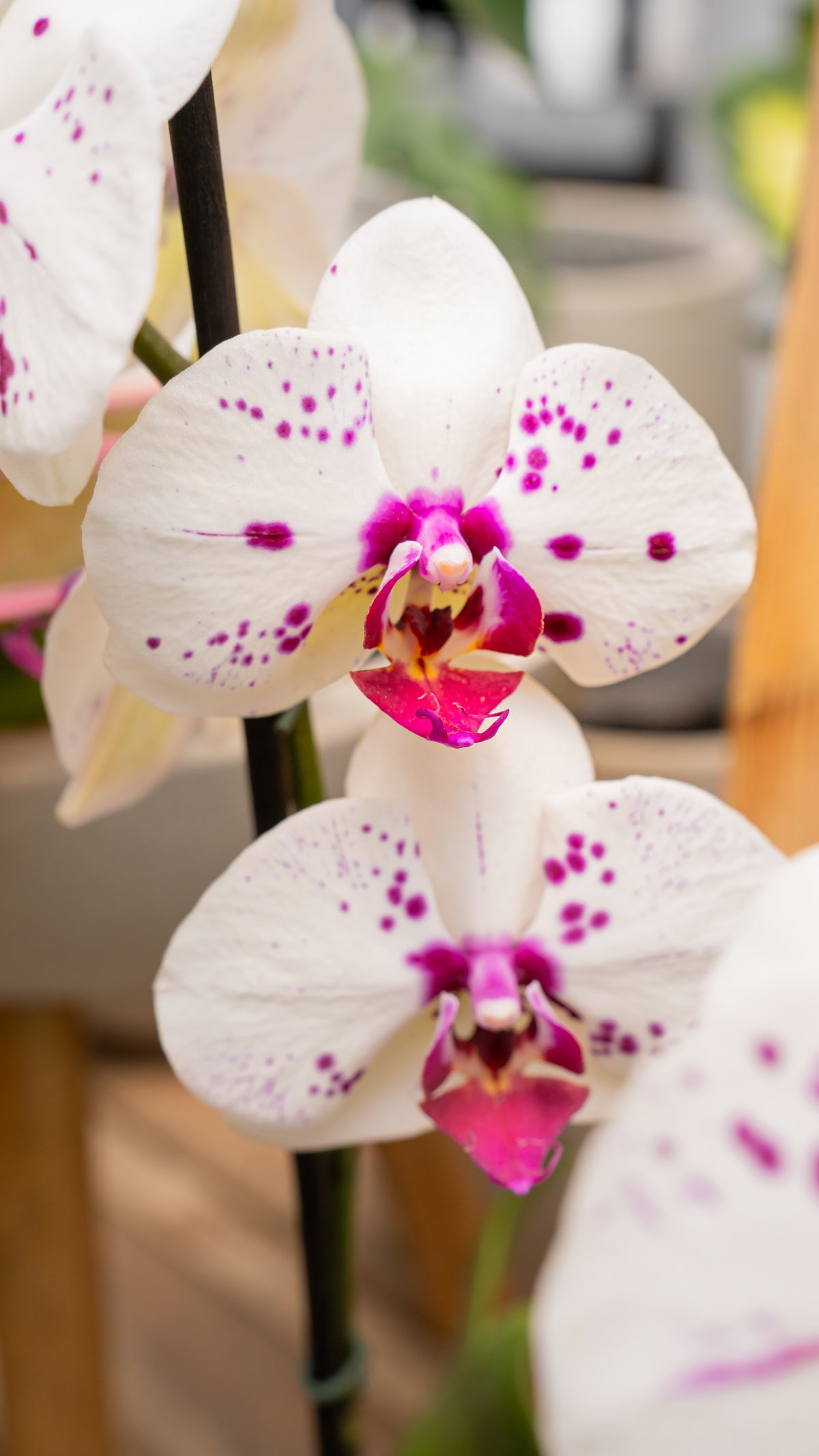 Orquídea 2 Varas
