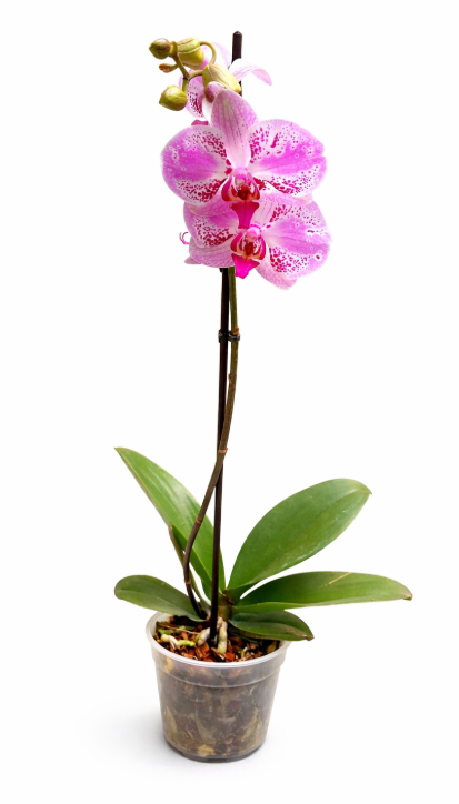 Orquídea 1 Vara