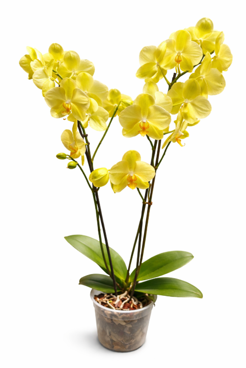 Orquídea 2 Varas